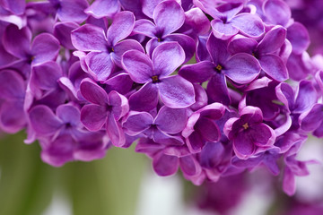 Purple lilac horizontal