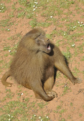 babuino chillando