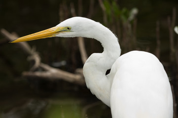 Egret Posing