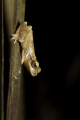tree frog