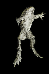 Fototapeta premium titicaca water frog