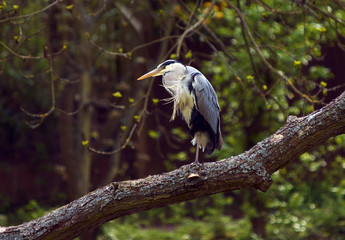Heron