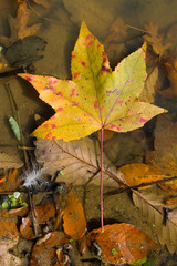A leaf floating in water with other varoius objects.