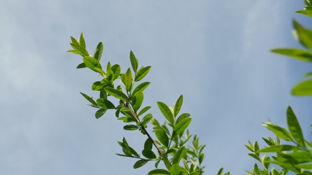 Str&auml;ucher im Wind