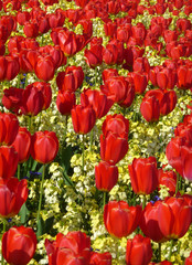 Red Tulips