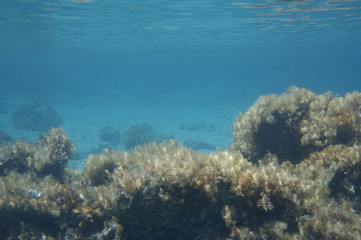 Fototapeta na wymiar Underwater background.