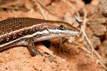 Closeup of a brown lizzard walking on ground