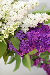 Fresh purple and white lilac close-up