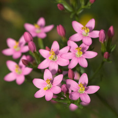 Echtes Tausendgüldenkraut (Centaurium erythraea, Centaury)