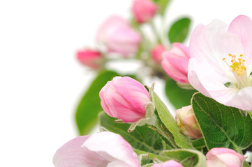 Fototapeta na wymiar Apple Blossoms.