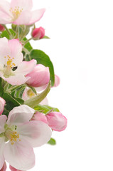 Apple Blossoms.