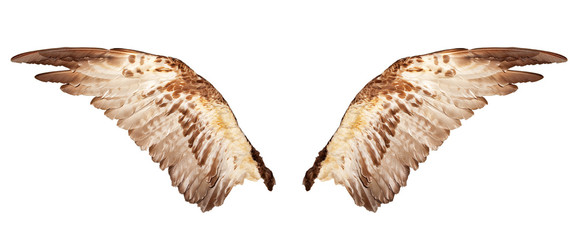 Two wings isolated on a white