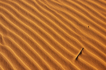Onda de areia obliquas e ramo