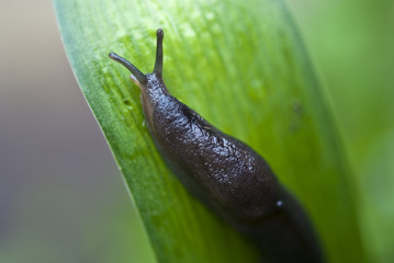 Slug in the Grass, Italy