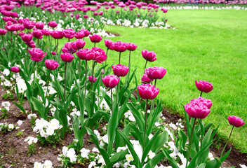 Garden of pink tulips