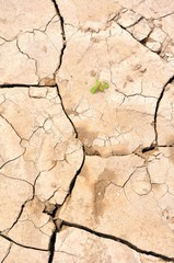 New Life from Cracked Earth