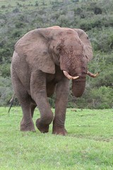 Fototapeta premium African Elephant Bull
