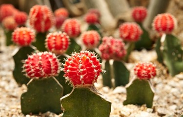 Cactus. Gymnocalycium michanovichii var. rubra