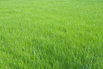 Green Grass Field