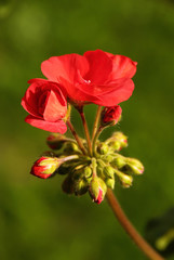 red geranium