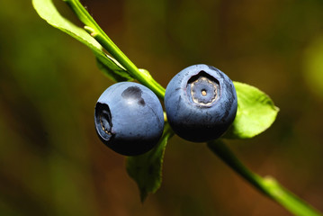 two berries