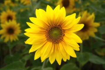 Obraz premium sunflower