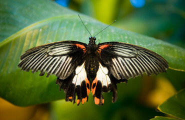 Butterfly on a green leave