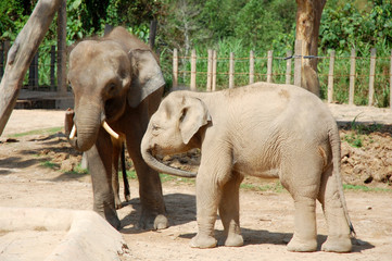 two elephant at the wildlife park