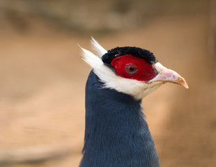 Pheasant. Phasianus