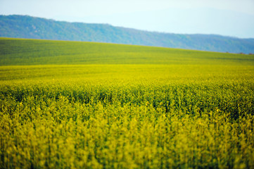 beautiful oil seed landscape with shallow depth of field
