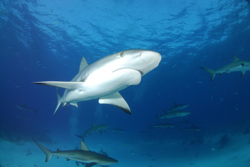 Gray reef shark