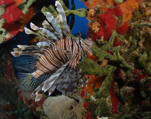 Lion fish