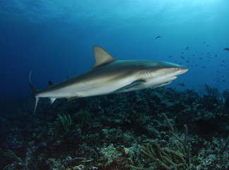 Obraz na płótnie Canvas Szary Shark Reef