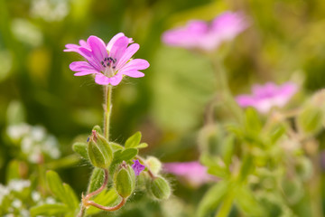 Field flowers