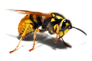 Wasp