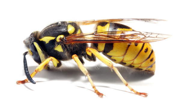 Close-up of a live Yellow Jacket Wasp.