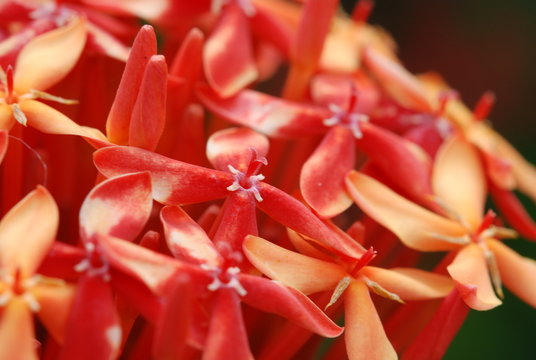 Ixora chinensis