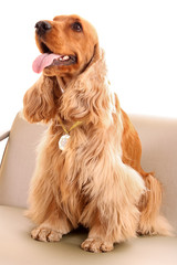 Young brown cocker spaniel on white background