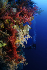 Fototapeta na wymiar colorful coral with divers in background