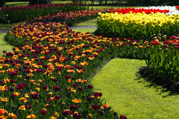 Tulips in many colors in spring