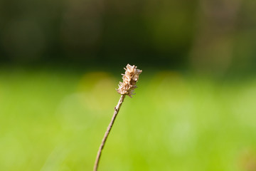 Verdorrter Grashalm vor gr&uuml;n