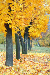 Yellow autumn park