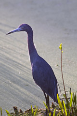 Little blue heron