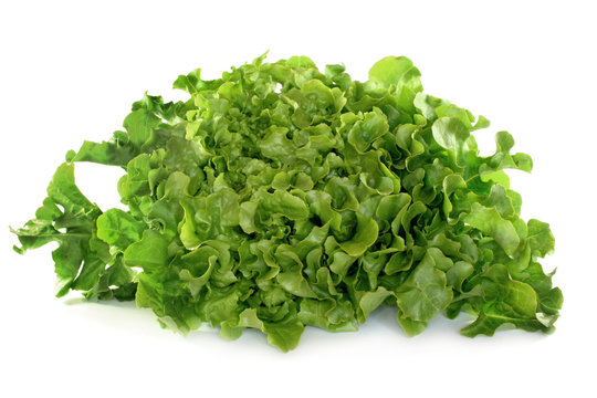 Eichblattsalat