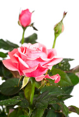 blossoming rose plant with dew drops