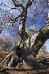 Fototapeta na wymiar great tree in Central Park