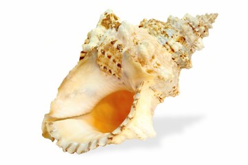 Obraz na płótnie Canvas sea seashell for gift on white background