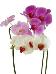 Fototapeta na wymiar pink and white orchids