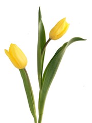 Fototapeta premium żółte tulipany