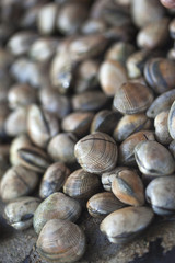 Pêche, palourdes et coquillages